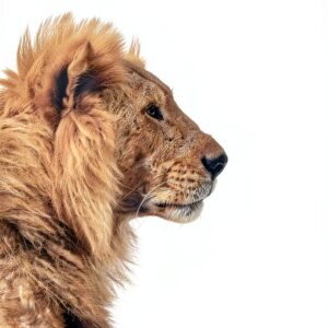 Kenya Travel Guide Kindle eBook English Language 137 Pages-0